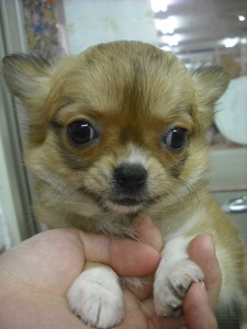 チワワ　ブリーダー　子犬販売の専門店　AngelWan　横浜市　戸塚区　泉区　港北区