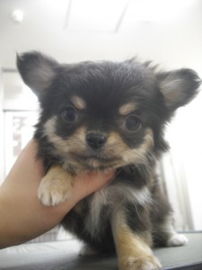 チワワ　ブリーダー　子犬販売の専門店　AngelWan　極小　全国発送可能