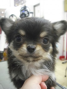 チワワ　ブリーダー　子犬販売の専門店　AngelWan　ペットショップ　横浜市　戸塚区