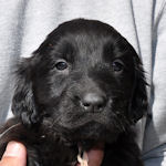 フラットコーテッド・レトリバー　ブリーダー　子犬販売の専門店　AngelWan　横浜