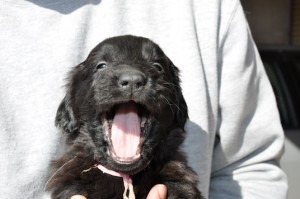 フラットコーテッド・レトリバー　ブリーダー　子犬販売の専門店　AngelWan　ショータイプ