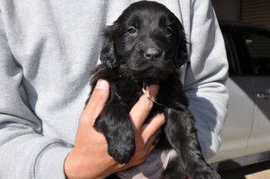 フラットコーテッド・レトリバー　ブリーダー　子犬販売の専門店　AngelWan　神奈川県　全国