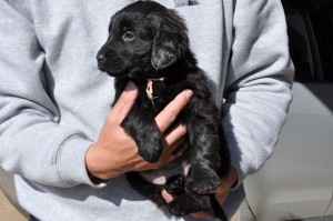 フラットコーテッド・レトリバー　ブリーダー　子犬販売の専門店　AngelWan　東京都　神奈川県