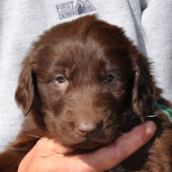 フラットコーテッド・レトリバー　ブリーダー　子犬販売の専門店　AngelWan　横浜