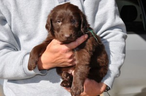 フラットコーテッドレトリバー　ブリーダー　子犬販売の専門店　AngelWan　横浜市　戸塚区