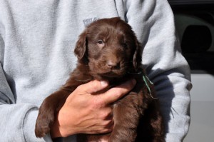 フラットコーテッドレトリバー　ブリーダー　子犬販売の専門店　AngelWan　神奈川県　静岡県