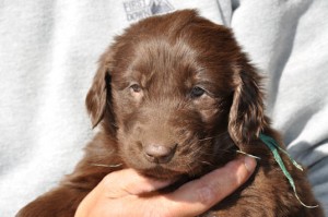 フラットコーテッドレトリバー　ブリーダー　子犬販売の専門店　AngelWan　大型犬　ペット