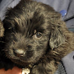 フラットコーテッド・レトリバー　ブリーダー　子犬販売の専門店　AngelWan　横浜