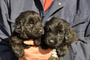 フラットコーテッド・レトリバー　ブリーダー　子犬販売の専門店　AngelWan　神奈川県