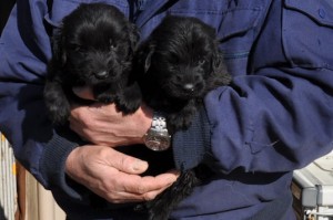 フラットコーテッド・レトリバー　ブリーダー　子犬販売の専門店　AngelWan　全国お届け