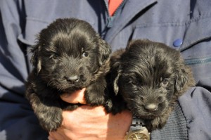 フラットコーテッド・レトリバー　ブリーダー　子犬販売の専門店　AngelWan　東京都