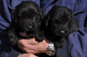 フラットコーテッド・レトリバー　ブリーダー　子犬販売の専門店　AngelWan　静岡県