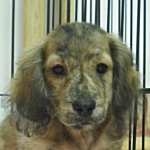 ミニチュアダックスフンド　ブリーダー　子犬販売の専門店　AngelWan　横浜