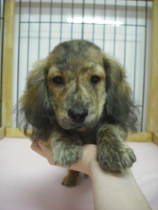 ミニチュアダックスフンド　ブリーダー　子犬販売の専門店　AngelWan　神奈川県　東京都