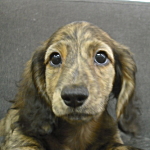 ミニチュアダックスフンド　ブリーダー　子犬販売の専門店　AngelWan　横浜