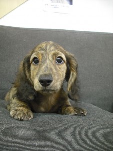 ミニチュアダックスフンド　ブリーダー　子犬販売の専門店　AngelWan　神奈川県