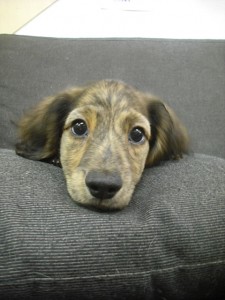 ミニチュアダックスフンド　ブリーダー　子犬販売の専門店　AngelWan　小型犬