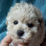 トイプードル　ブリーダー　子犬販売の専門店　AngelWan　横浜