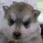 シベリアンハスキー　ブリーダー　子犬販売の専門店　AngelWan　横浜