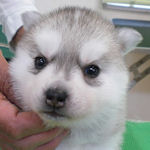 シベリアンハスキー　ブリーダー　子犬販売の専門店　AngelWan　横浜