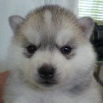 シベリアン・ハスキーの子犬 シルバー&ホワイト シベリアンハスキー ブリーダー 子犬販売の専門店 AngelWan 横浜