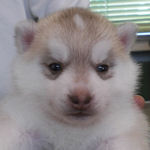 シベリアンハスキー　ブリーダー　子犬販売の専門店　AngelWan　　横浜
