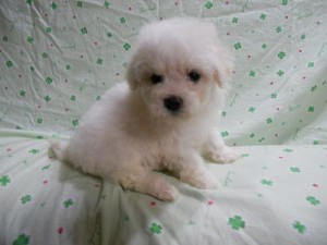 ビションフリーゼ　ブリーダー　子犬販売の専門店　AngelWan　神奈川県　茨城県　千葉