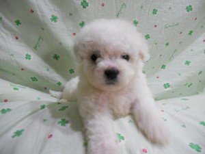 ビションフリーゼ　ブリーダー　子犬販売の専門店　AngelWan　フワフワ　モコモコ　ボンバー