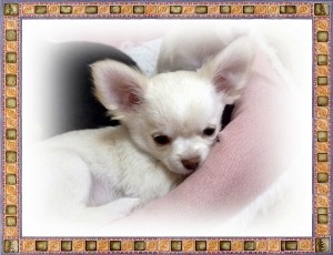 チワワ　ブリーダー　子犬販売の専門店　AngelWan　神奈川県　東京都内　埼玉県