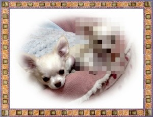 チワワ　ブリーダー　子犬販売の専門店　AngelWan　ペットショップ　全国発送可能