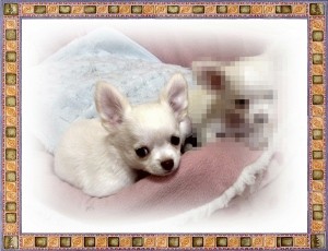 チワワ　ブリーダー　子犬販売の専門店　AngelWan　横浜市戸塚区　泉区　中区