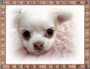 チワワ　ブリーダー　子犬販売の専門店　AngelWan　横浜　ロングコート　レアカラー　小ぶり