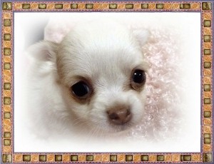 チワワ　ブリーダー　子犬販売の専門店　AngelWan　横浜市戸塚区　港南区　保土ヶ谷区