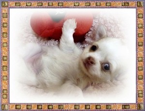 チワワ　ブリーダー　子犬販売の専門店　AngelWan　東京都　神奈川県　山梨県　静岡県