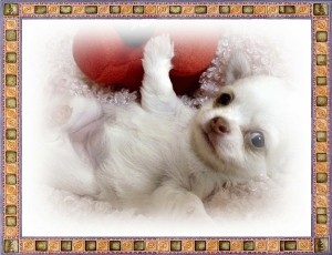 チワワ　ブリーダー　子犬販売の専門店　AngelWan　インターネット　空輸　陸送