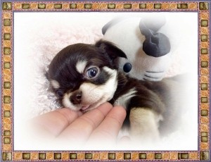 ロングコートチワワ 小ぶり ブリーダー チワワ ブリーダー 子犬販売の専門店 AngelWan 横浜市 戸塚区 伊豆 泉区 静岡県