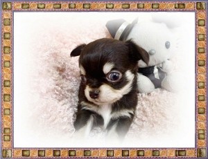 チワワ ペットショップ こいぬ チワワ ブリーダー 子犬販売の専門店 AngelWan 全国発送可能 小ぶり カワイイ