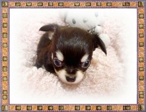 Chihuahua ロングコート 小ぶり チワワ ブリーダー 子犬販売の専門店 AngelWan 神奈川 東京 千葉 埼玉 長野 静岡