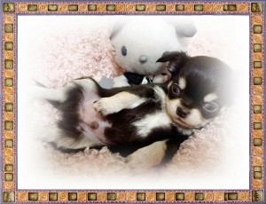 チワワ 小ぶり ペット 家族 チワワ ブリーダー 子犬販売の専門店 AngelWan 横浜市 セレブ 世界最小 ロング