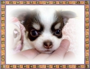 ロングコートチワワ　ブリーダー　子犬販売の専門店　AngelWan　横浜　小ぶり　カワイイ