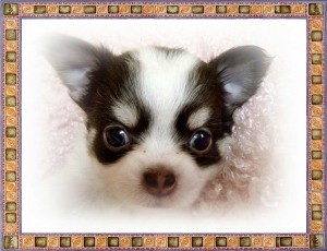 ロングコートチワワ　ブリーダー　子犬販売の専門店　AngelWan　横浜