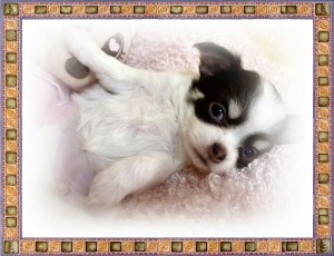 ロングコートチワワ　ブリーダー　子犬販売の専門店　AngelWan　東京　神奈川　山梨　長野