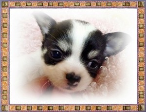 チワワ 超小ぶり ブリーダー ロングコートチワワ ブリーダー 子犬販売の専門店 AngelWan 横浜 ペットショップ