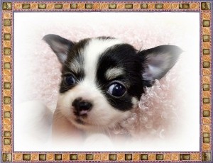 チワワ ブリーダー 全国発送可能 ロングコートチワワ ブリーダー 子犬販売の専門店 AngelWan 横浜市 藤沢市 小田原市