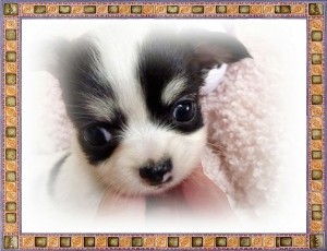 チワワ めっちゃ小ぶり ペットショップ ロングコートチワワ ブリーダー 子犬販売の専門店 AngelWan 横浜 ペットショップ