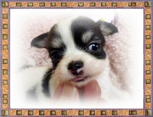 チワワ アップルヘッド こいぬ ロングコートチワワ ブリーダー 子犬販売の専門店 AngelWan 世界最小 メキシコ