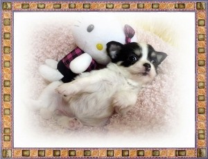 チワワ 小ぶり ペット販売 ロングコートチワワ ブリーダー 子犬販売の専門店 AngelWan 東京都内お届け