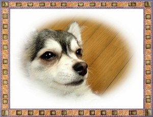 チワワ　ブリーダー　子犬販売の専門店　AngelWan　神奈川県　長野県　山梨県　静岡県