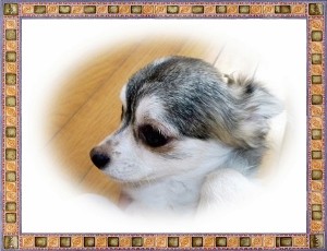 チワワ　ブリーダー　子犬販売の専門店　AngelWan　レアカラー　小型犬　ロングコート