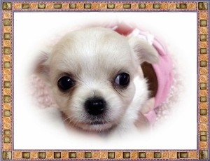 ロングコートチワワ　ブリーダー　子犬販売の専門店　AngelWan　神奈川県　東京都　茨城県